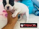 Hermosos Bulldog Francés🇫🇷🐮🐾🎁🐶