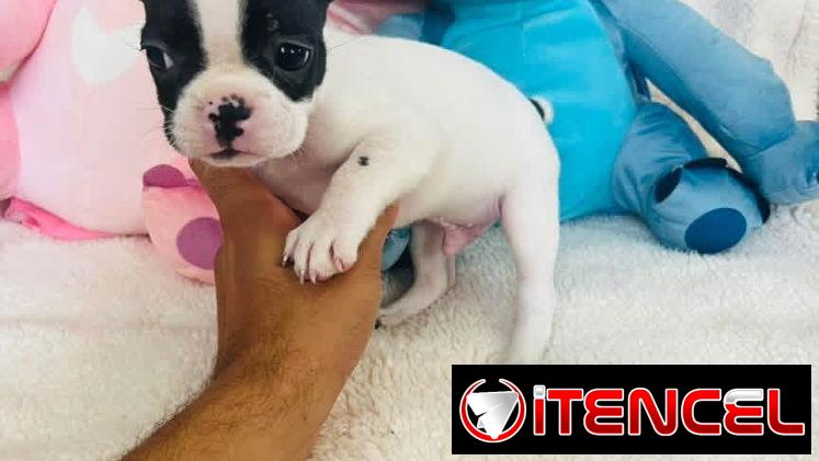 Hermosos Bulldog Francés🇫🇷🐮🐾🎁🐶