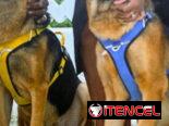 Chihuahuas .pequines.cocker.pitbull.pastores alemanes. Chow chow.ect todo tipo de perros pura razas