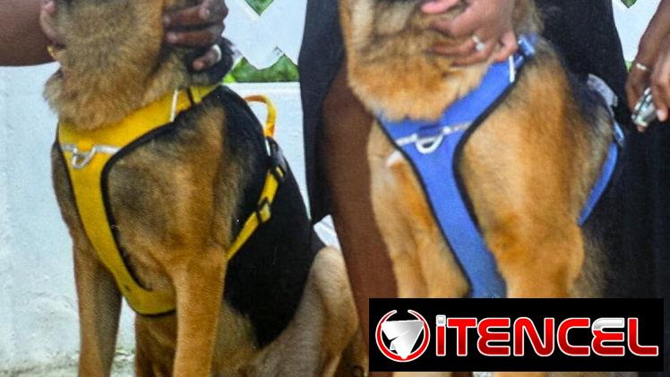 Chihuahuas .pequines.cocker.pitbull.pastores alemanes. Chow chow.ect todo tipo de perros pura razas