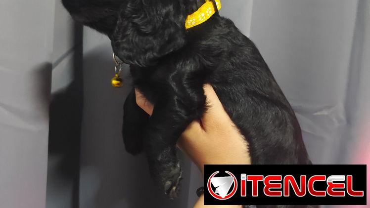 COCKER SPANIEL