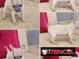 ((( CHIHUAHUAS HEMBRITAS  BETTY MASCOTAS WHATSAPP 52506841 )))