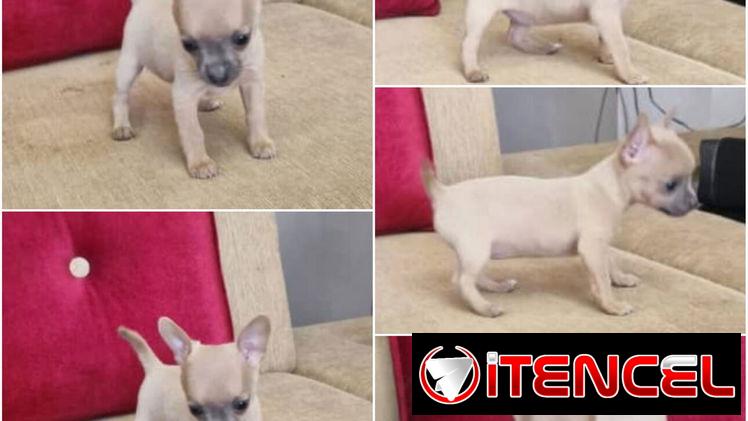 ((( CHIHUAHUAS HEMBRITAS  BETTY MASCOTAS WHATSAPP 52506841 )))