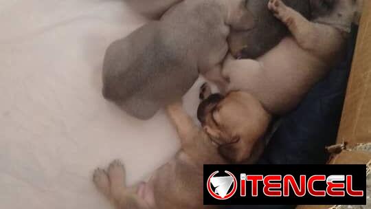 🐶 BULLDOG FRANCÉS EN VENTA 🐾 — ¡HERMOSO EJEMPLAR!