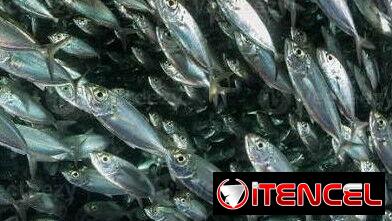 Sardina de ley Pescado fresco $400Lb Lea todo el anuncio antes de contactar 55665753