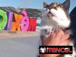 Agencia de viajes de mascotas
