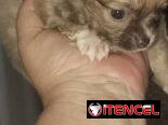 CHIHUAHUA PELO LARGO,hembra,en 300 USD o equivalente,TENGO MENSAJERÍA,tiene 50 días y está desparacitada.