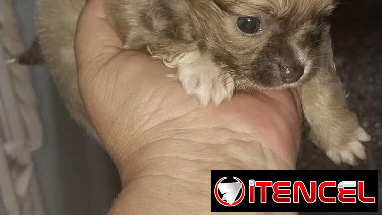 CHIHUAHUA PELO LARGO,hembra,en 300 USD o equivalente,TENGO MENSAJERÍA,tiene 50 días y está desparacitada.