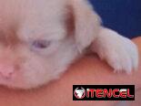 Variedad de perros de pura razas en perfecto estado