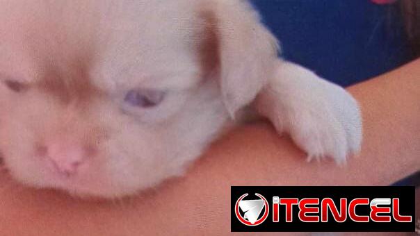 Variedad de perros de pura razas en perfecto estado