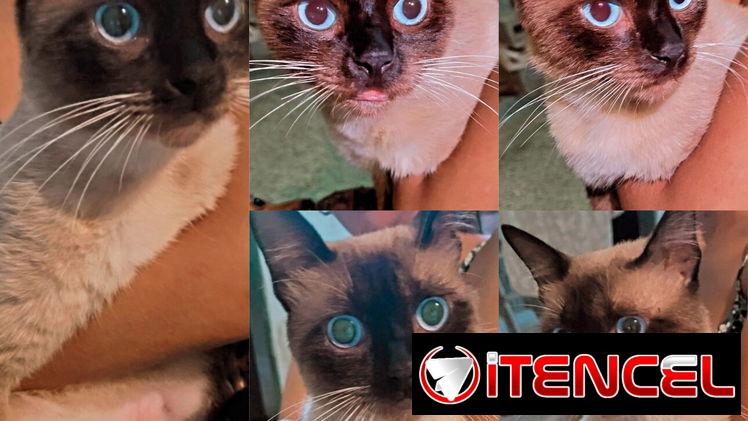 Vendo Gato siames macho listo para montas