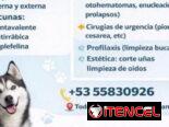 veterinaria a domicilio