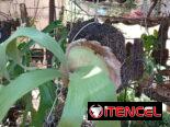 Platycerium y variadas plantas ornamentales
