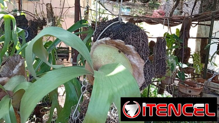 Platycerium y variadas plantas ornamentales