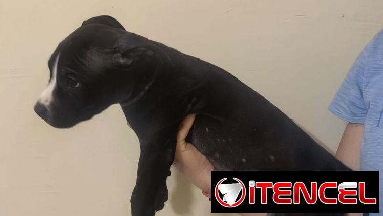 Cachorros de pitbull