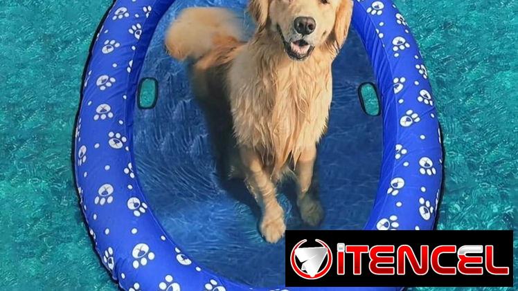 Flotador,   piscina para perros