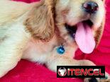 BELLOS COCKER SPANIEL