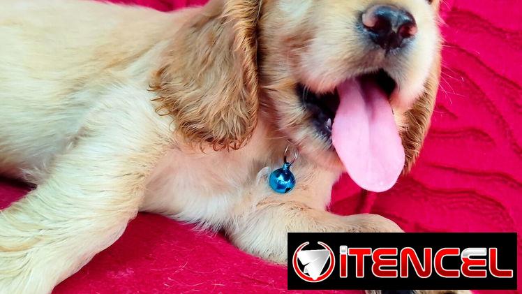 BELLOS COCKER SPANIEL