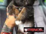 SPANIEL TIBETANOS ( PEKINES )