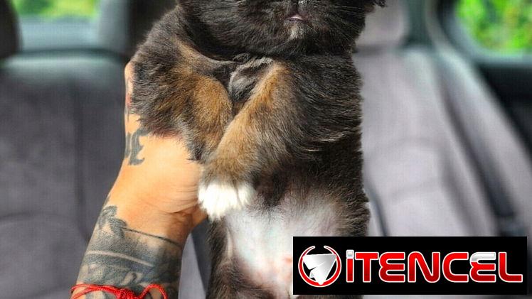 SPANIEL TIBETANOS ( PEKINES )