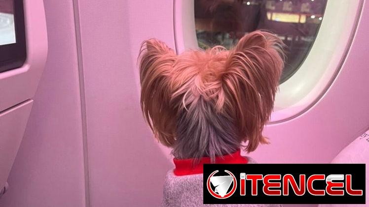 Agencia de viajes de mascotas