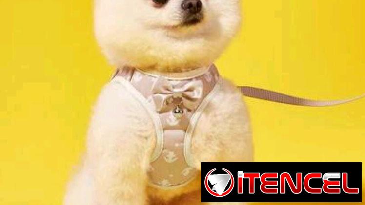 Paseo y Seguridad para mascotas