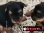 ((( EJEMPLARES DE YORKSHIRE TERRIER MACHOS ORIGEN GARANTIZADO )))