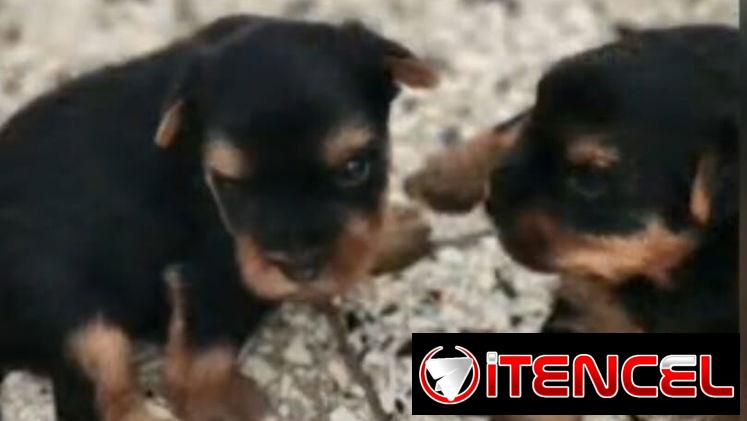 ((( EJEMPLARES DE YORKSHIRE TERRIER MACHOS ORIGEN GARANTIZADO )))