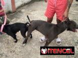 Variedad de perros de pura razas en perfecto estado