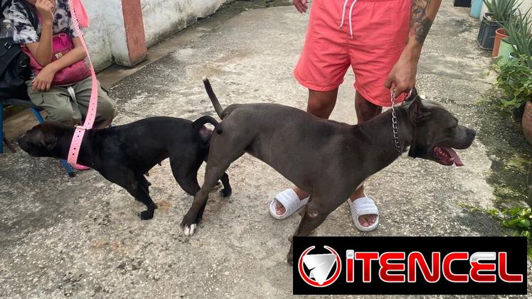 Variedad de perros de pura razas en perfecto estado