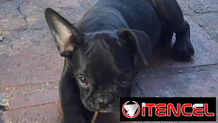 💜💜💜* 🐶  BULLDOG FRANCÉS VACUNADOS AMBOS SEXOS WHATSAPP  58746643… 💜💜💜.