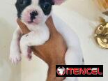 Hermosos Bulldog Francés🇫🇷🐮🐾🎁🐶