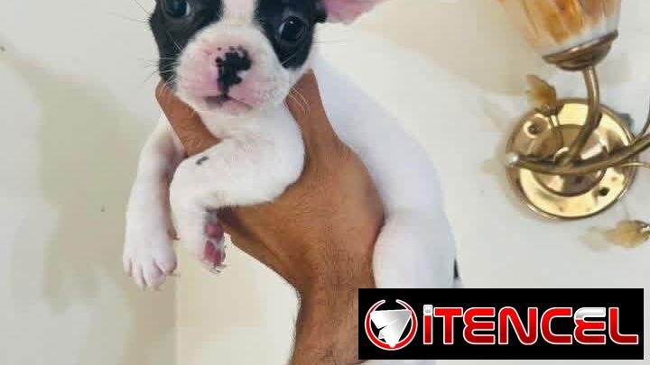 Hermosos Bulldog Francés🇫🇷🐮🐾🎁🐶