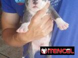 Cachorros Pitbull bully. 200 usd