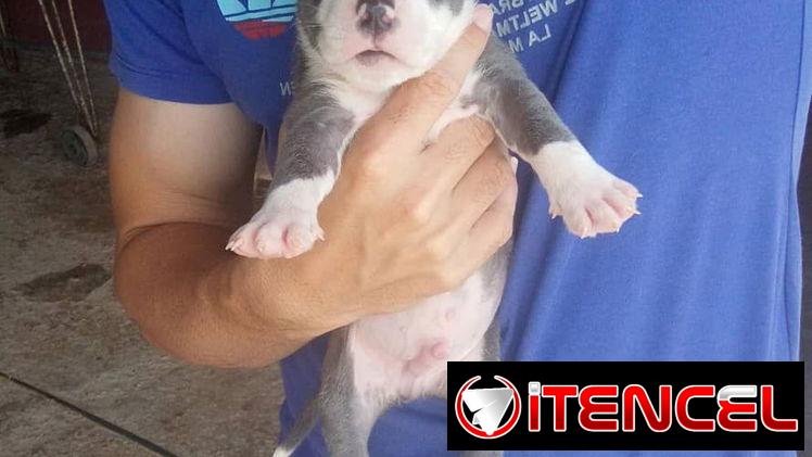 Cachorros Pitbull bully. 200 usd