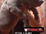 AMÉRICAN BULLY XL,macho,en 700 USD o equivalente,TENGO MENSAJERÍA,tiene 80 días y está VACUNADO y desparacitado