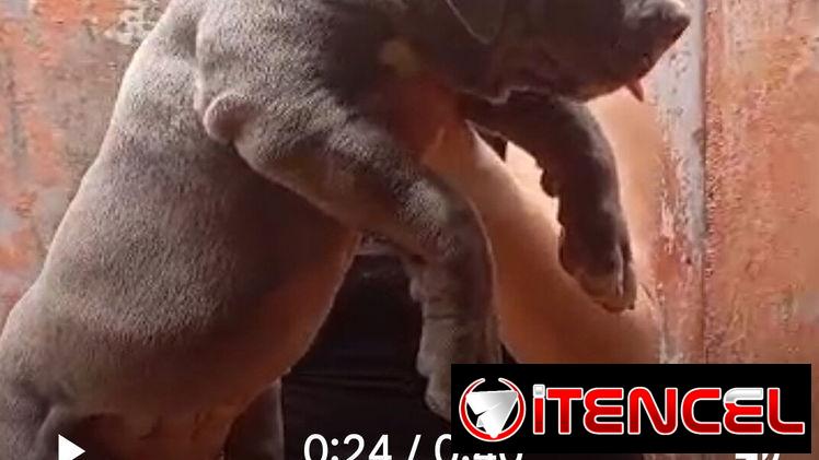 AMÉRICAN BULLY XL,macho,en 700 USD o equivalente,TENGO MENSAJERÍA,tiene 80 días y está VACUNADO y desparacitado