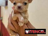 SHIHUAHUA MINI,hembra,en 300 USD o equivalente(ACEPTO TRANSFERENCIA)TENGO MENSAJERÍA,tiene 55 días y está desparacitada