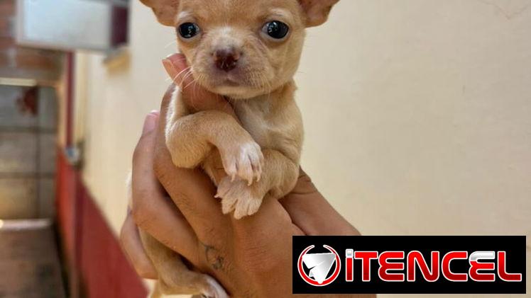 SHIHUAHUA MINI,hembra,en 300 USD o equivalente(ACEPTO TRANSFERENCIA)TENGO MENSAJERÍA,tiene 55 días y está desparacitada