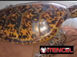 Tortuga Carey (disecada)