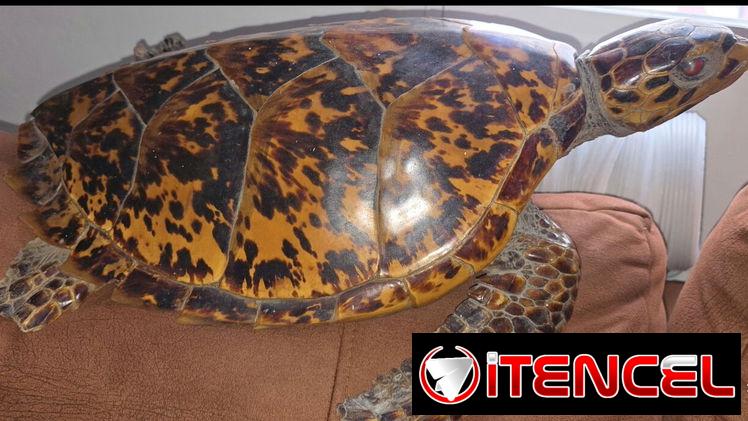 Tortuga Carey (disecada)