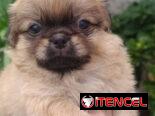 Bellezas de cachorros de spaniel tibetano hembras y machos