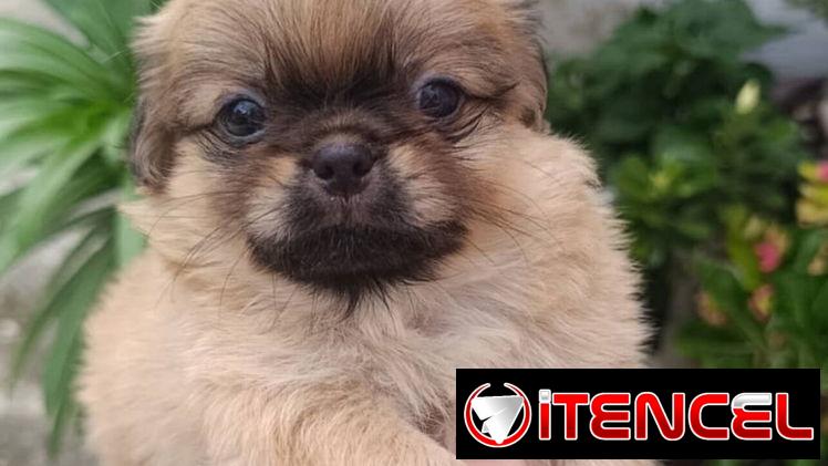 Bellezas de cachorros de spaniel tibetano hembras y machos