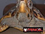 Tortuga Carey (disecada)
