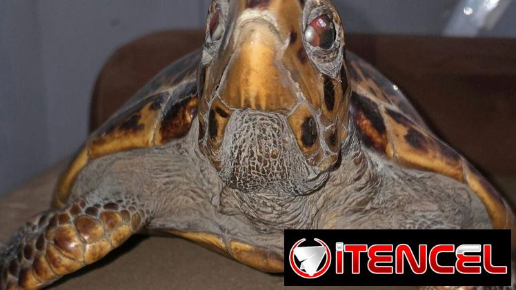 Tortuga Carey (disecada)