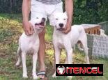DOGO ARGENTINO,ambos sexos,en 450 USD o equivalente,TENGO MENSAJERÍA,tienen 45 días y están desparacitados