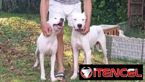 DOGO ARGENTINO,ambos sexos,en 450 USD o equivalente,TENGO MENSAJERÍA,tienen 45 días y están desparacitados
