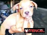 Cachorros Pitbull 45 días , desparasitados