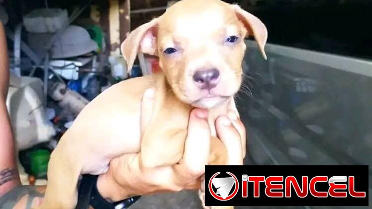 Cachorros Pitbull 45 días , desparasitados