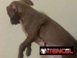 Cachorros de pitbull